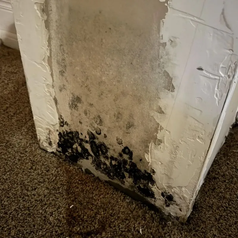 Professional Mold Removal in Peach County, GA